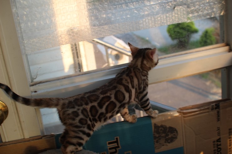 브라운 뱅갈고양이 키퍼 여아들~ 관련 이미지 7