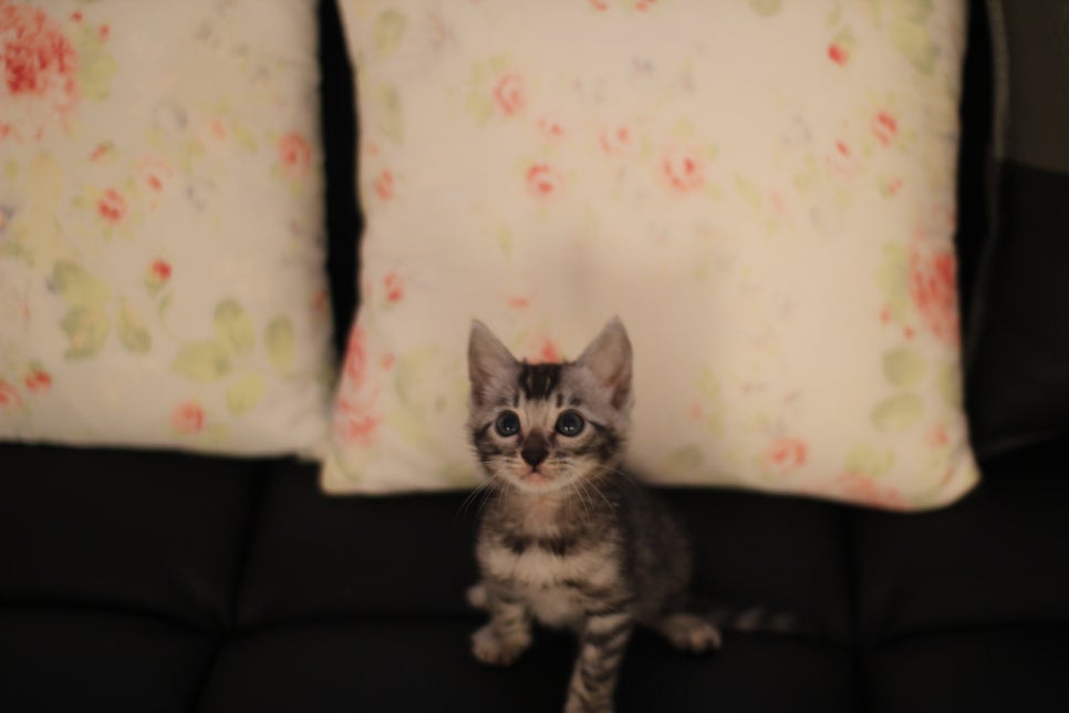 멋진 클라우드 로젯을 가진 실버뱅갈고양이 남아 입니다~ 관련 이미지 1