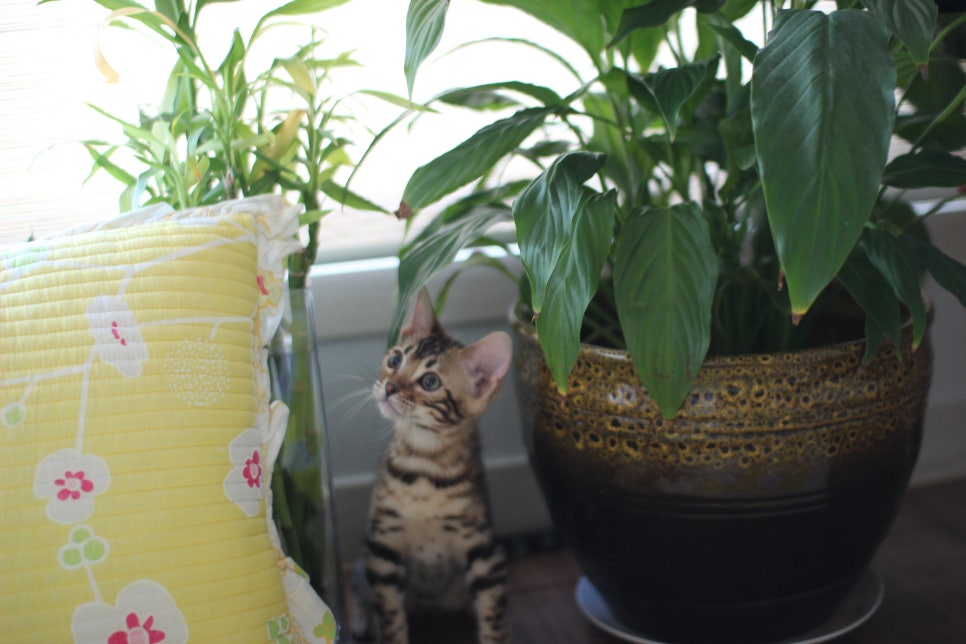 분양중인 브라운 뱅갈고양이 여아예요~ 관련 이미지 2