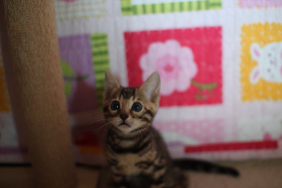 뱅갈고양이분양 매혹적인 파란눈 스노우 아이들. 관련 이미지 12