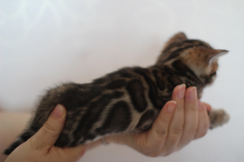 빅로젯 뱅갈고양이 삼형제예요~ 관련 이미지 6