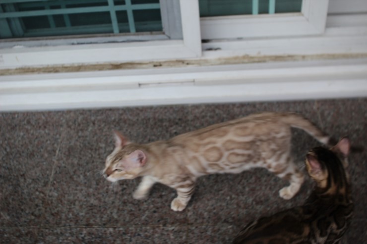 실밍크 뱅갈고양이 남아 킹 입니다~ 관련 이미지 7