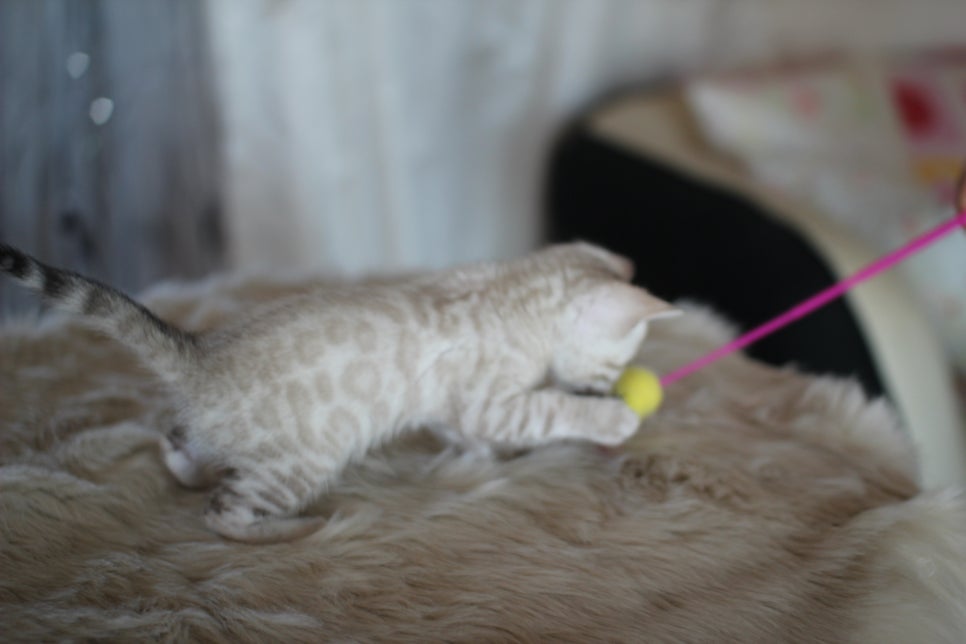 스노우뱅갈고양이 분양 오늘 빠져들어 볼까요? 관련 이미지 15