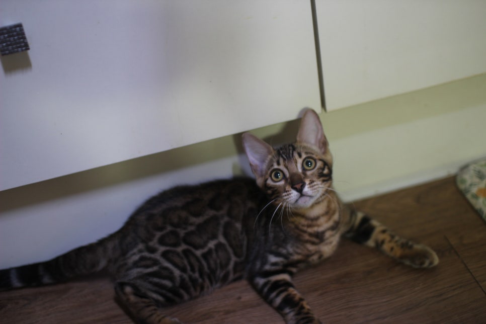 뱅갈고양이 분양중인 아이들~ 관련 이미지 5