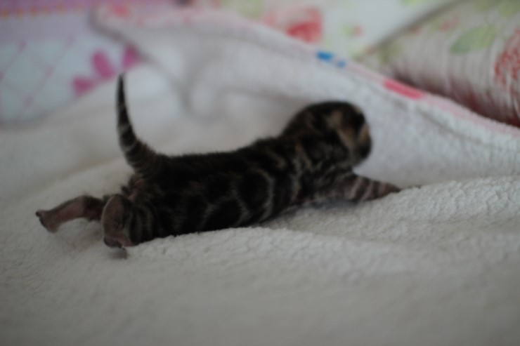 소유뱅갈고양이 캐터리 키튼들 입니다~ 관련 이미지 2