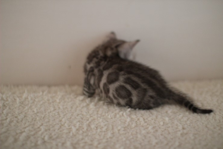 실버 뱅갈고양이 남아예요~ 관련 이미지 3