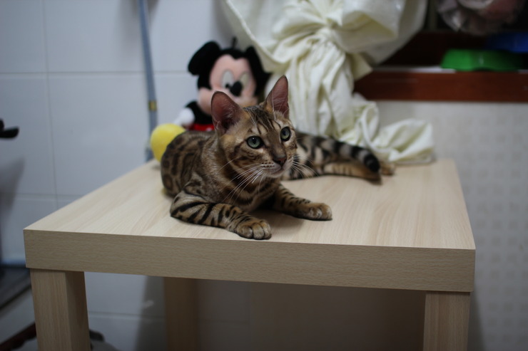 레이 녀석 몇달전 ~ 관련 이미지 3