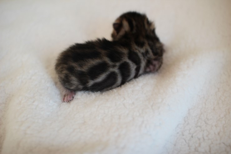 실버,브라운 뱅갈고양이 꼬물이들 사진 입니다 관련 이미지 18