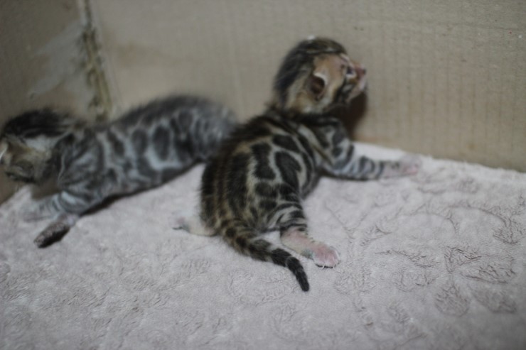 뱅갈고양이 자매 오늘 모습 입니다~ 관련 이미지 28