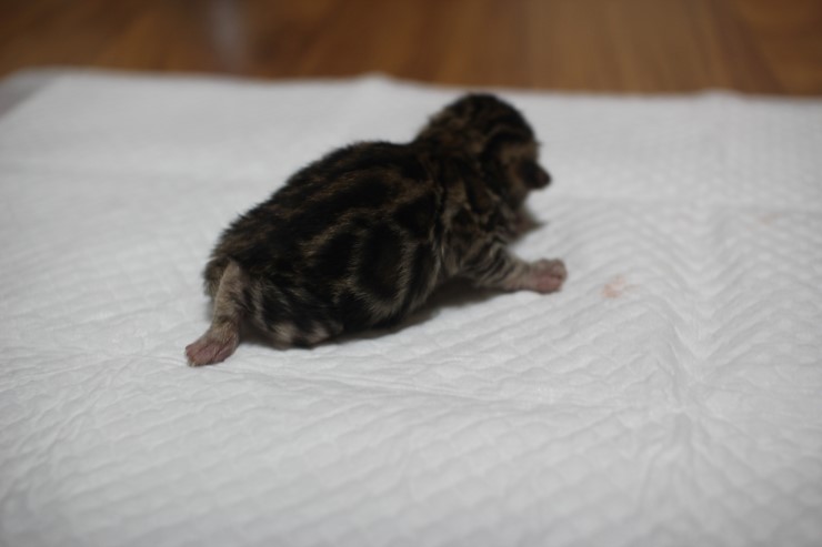 뱅갈고양이 꼬물이들 3일째~ 관련 이미지 3