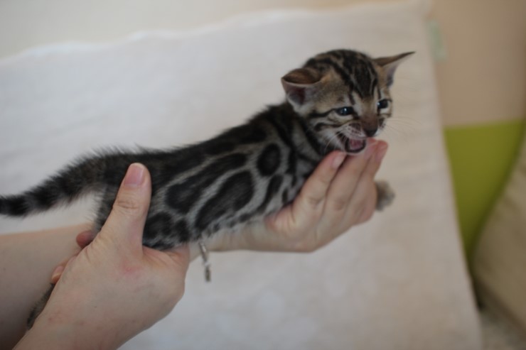 비슷한 패턴에 뱅갈고양이 남매~ 관련 이미지 8