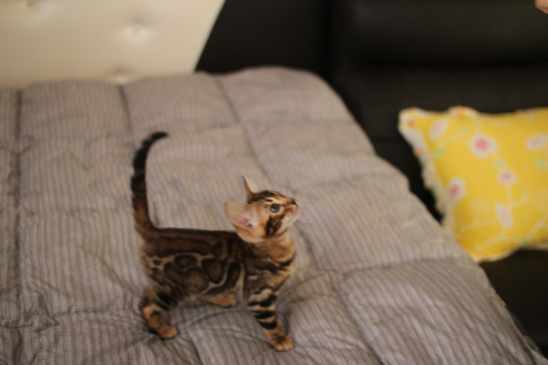 분양중인 뱅갈고양이 장군이 성장 모습~ 관련 이미지 17