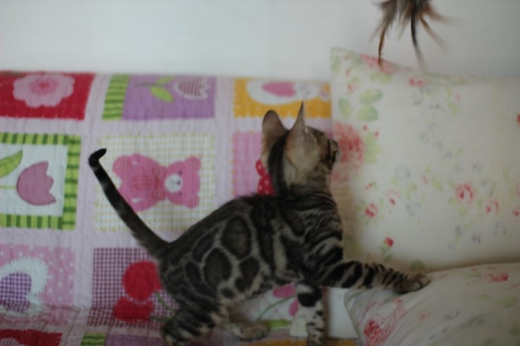 멋지게 성장중인 브라운 뱅갈고양이 남아예요. 관련 이미지 4