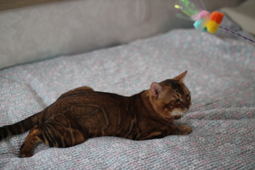 소유뱅갈캐터리 원탑 오랜만에 사진 찍었어요~ 관련 이미지 7