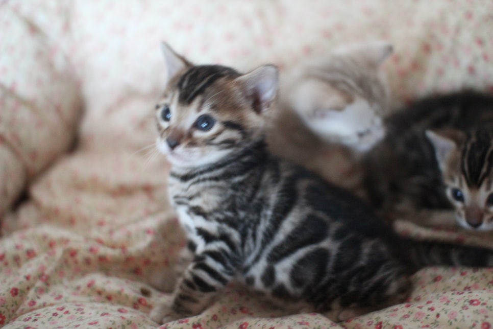 뱅갈고양이 꼬맹이들 사진전 ㅎㅎ 관련 이미지 23