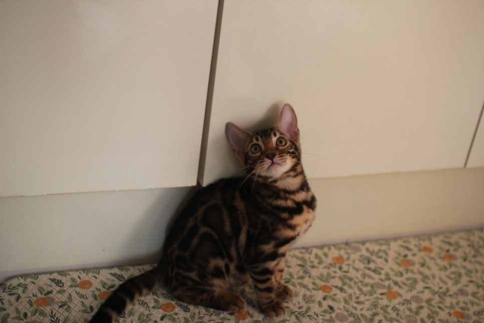 브라운 뱅갈고양이 분양중인 아이들 오늘 모습 입니다~ 관련 이미지 4