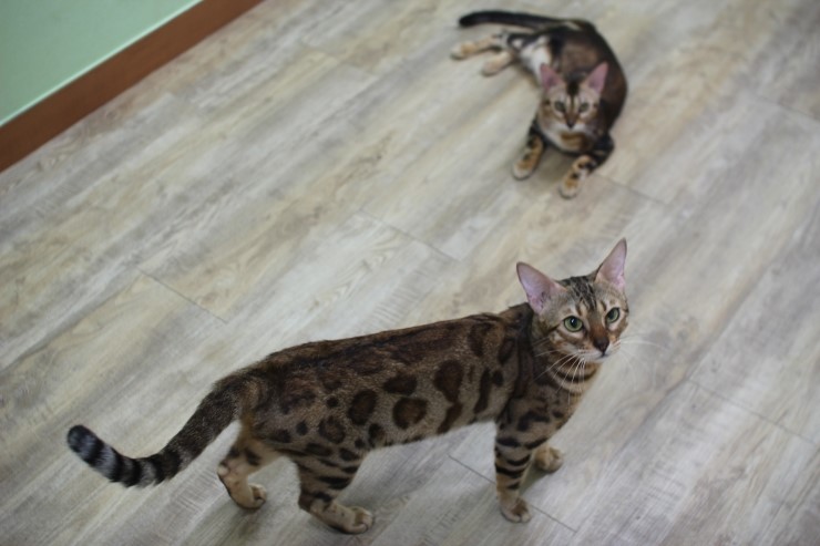 뱅갈고양이 아이들 일상... 관련 이미지 7