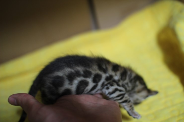 뱅갈고양이 꼬맹이 6남매~ 관련 이미지 4