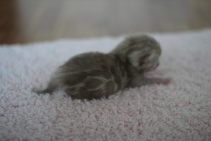 실밍크뱅갈고양이 꼬물이들 남매에요 관련 이미지 3