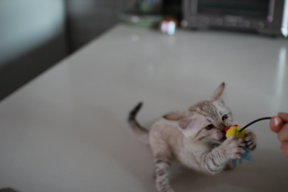 사람만 졸졸졸 따라 다니는 스노우뱅갈고양이 여아 분양해요~ 관련 이미지 11