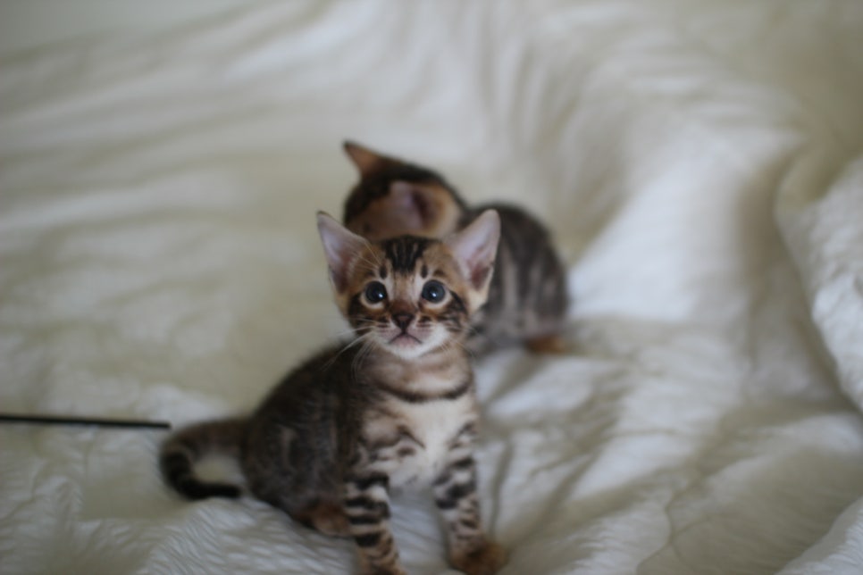 브라운 뱅갈고양이 남아2 분양합니다~ 관련 이미지 1