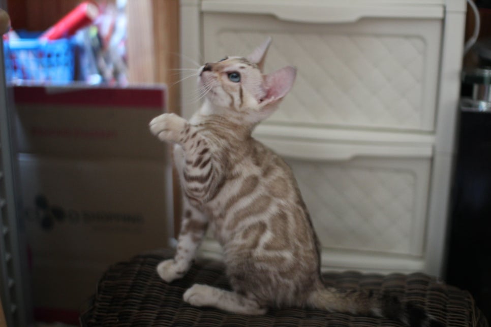 스노우뱅갈고양이 고급스러움을 자아내는 아이들 관련 이미지 3