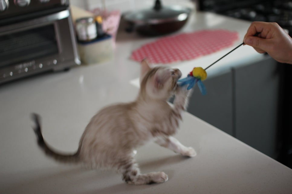 사람만 졸졸졸 따라 다니는 스노우뱅갈고양이 여아 분양해요~ 관련 이미지 21