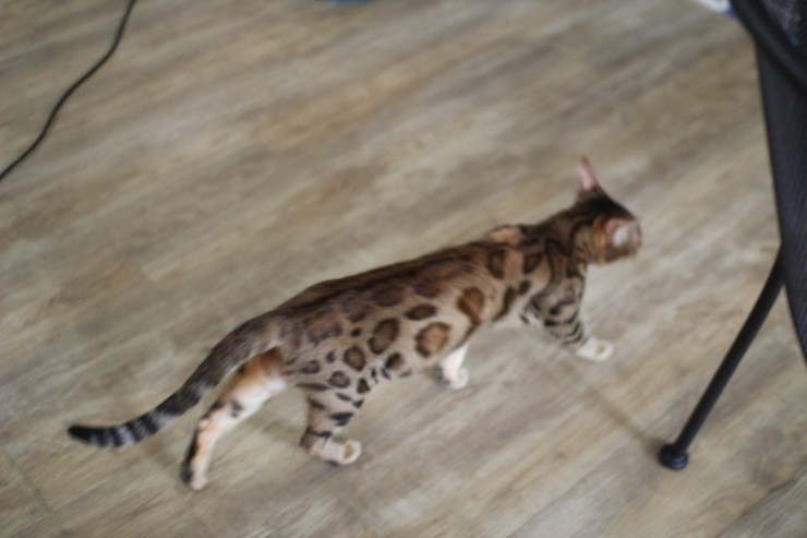 뱅갈고양이 날이 선선하니 뱅갈고양이 아이들도 너무 좋아하는거 같아요^^ 관련 이미지 5