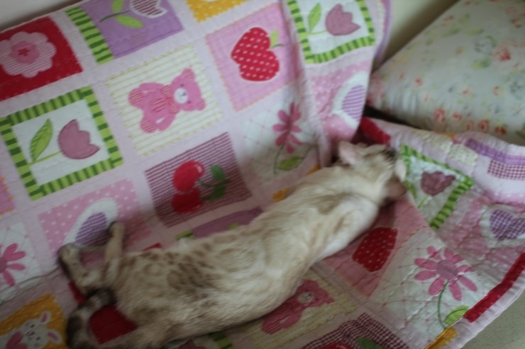 스노우뱅갈고양이 여아 매기예요~ 관련 이미지 6