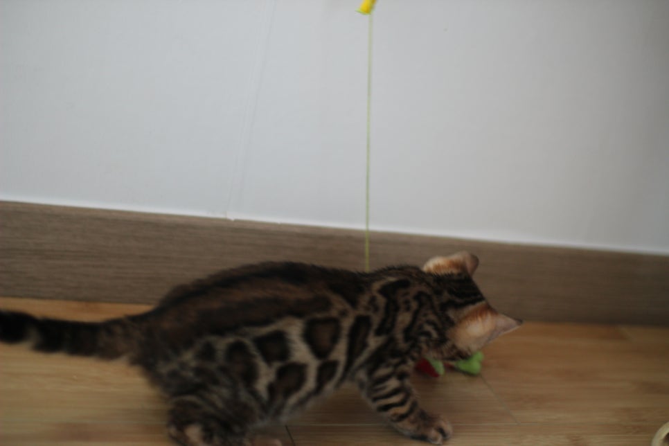 뱅갈고양이 개냥이 찾으시는 분들 보세요 관련 이미지 11