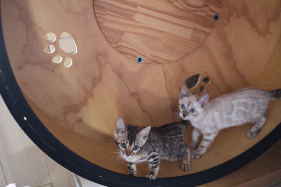 브라운,스노우 뱅갈고양이 여아들 분양해요~ 관련 이미지 10