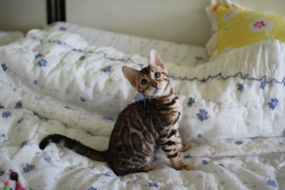 브라운 뱅갈고양이 자매 분양합니다~ 관련 이미지 7