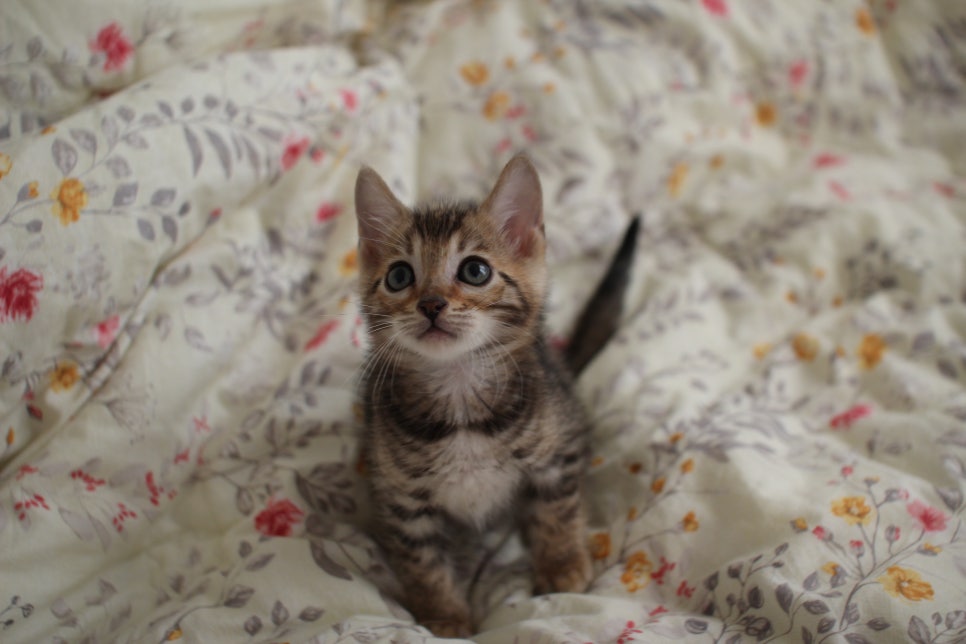 뱅갈고양이 개냥이를 찾으세요? 관련 이미지 3