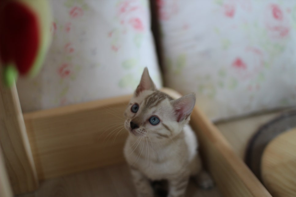 뱅갈고양이에 매력은 끝이 없어요! 관련 이미지 8