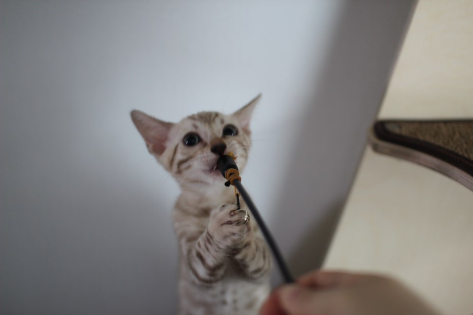 요정같이 생긴 실밍크뱅갈고양이 여아 분양해요~ 관련 이미지 11