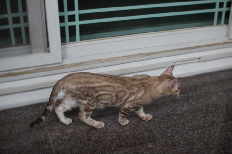 실밍크 뱅갈고양이 남아 킹 입니다~ 관련 이미지 3