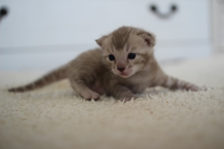 실밍크뱅갈고양이 곰돌이 남아예요 관련 이미지 5