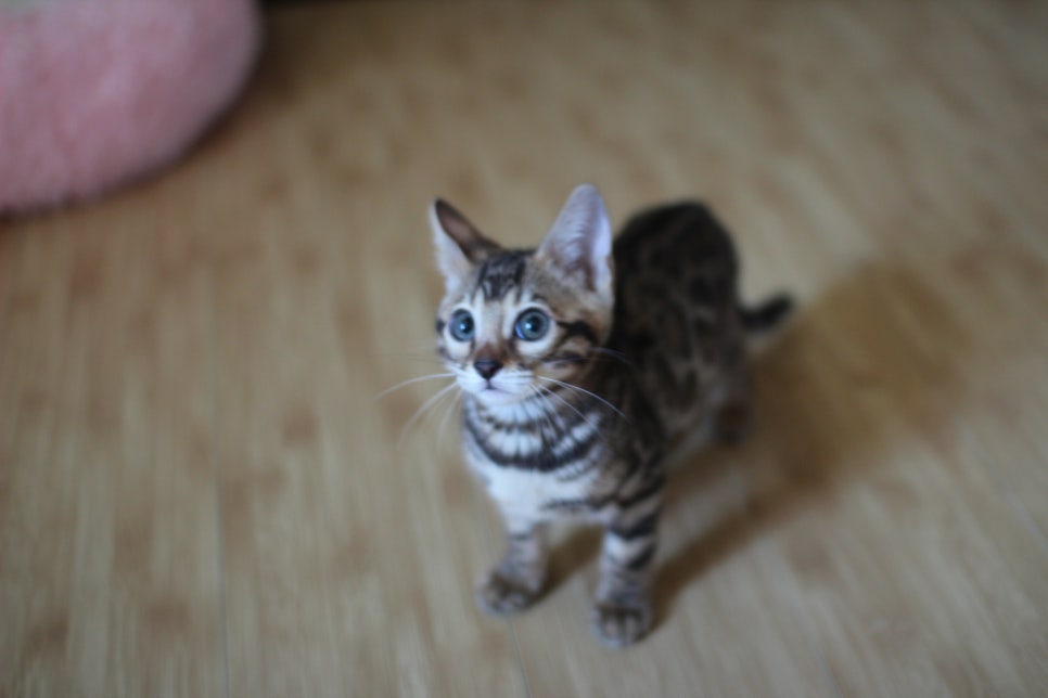 뱅갈고양이 실밍크,브라운 여아예요~ 관련 이미지 5