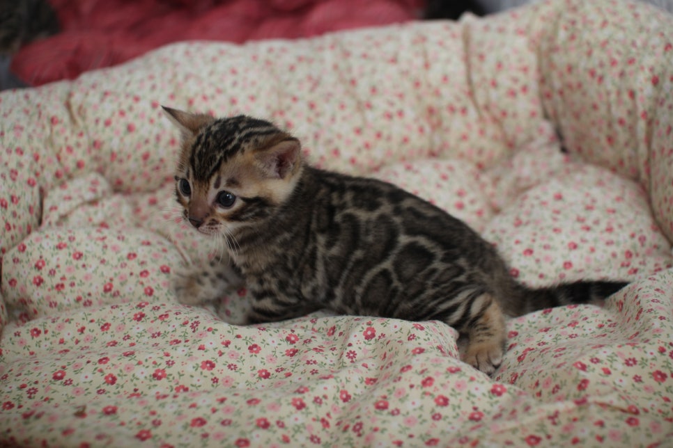 브라운 뱅갈고양이 남아 분양 합니다~ 관련 이미지 6