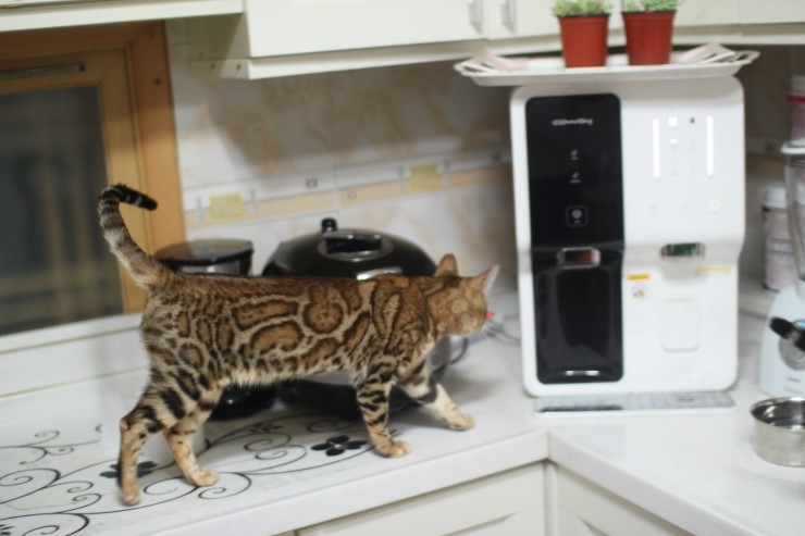 뱅갈고양이 키퍼 여아들~ 관련 이미지 2