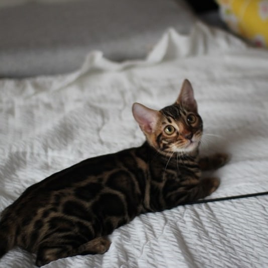 뱅갈고양이분양 반짝반짝 빛나는 모질에 아이들~ 관련 이미지 2