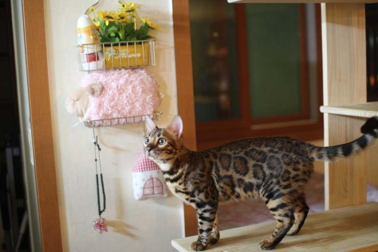 뱅갈고양이,스노우뱅갈고양이, 링컨이와 초아는 적응 끝나고 재미나게 살고 있어요~~~~~~~ 관련 이미지 1