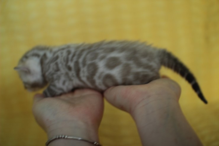 실밍크 스노우뱅갈고양이 분양 천사냥이 4남매 관련 이미지 15