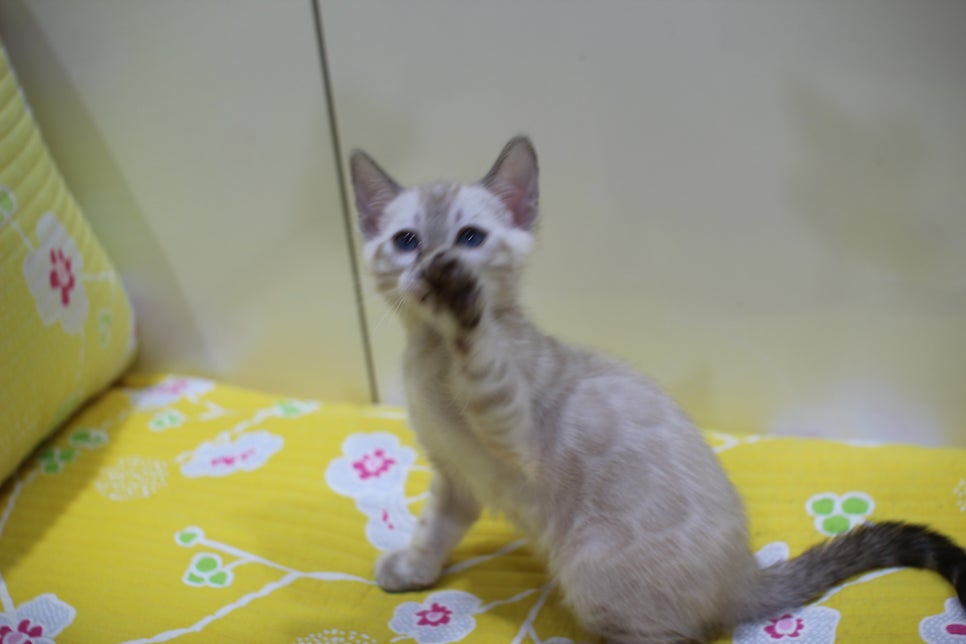 엄청난 순둥이 스노우뱅갈고양이 남아 분양해요~ 관련 이미지 5