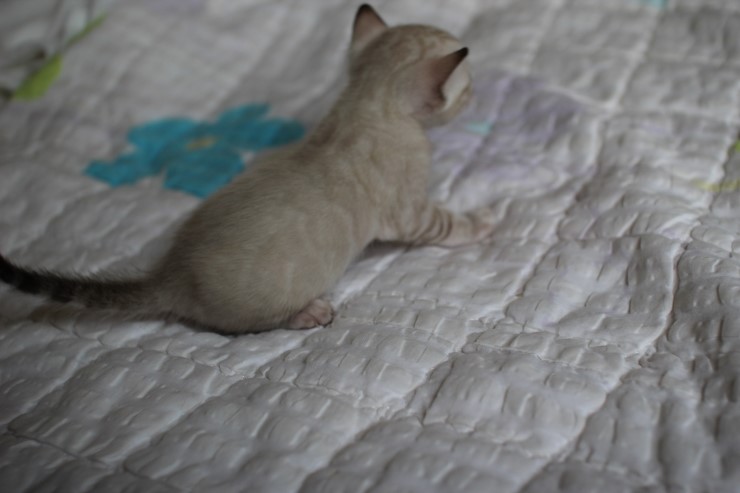 실링스 뱅갈고양이 커퍼 여아~~ 관련 이미지 2