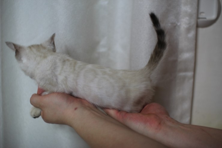 뱅갈고양이 분양 진정한 개냥이란? 관련 이미지 9