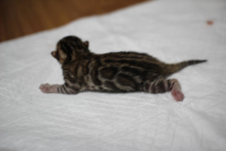 소유뱅갈캐터리 출산소식 입니다~ 관련 이미지 1