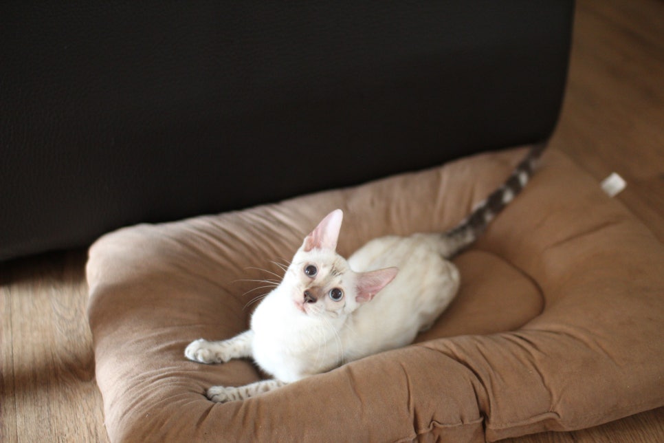 뱅갈고양이분양 너희들 강아지니? 고양이니? ^^ 관련 이미지 6