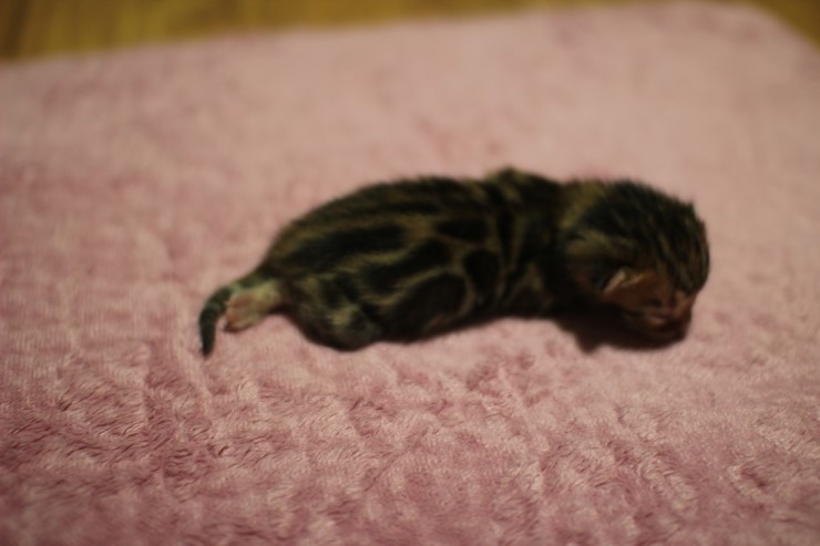 뱅갈고양이 꼬물이 여아들~ 관련 이미지 4