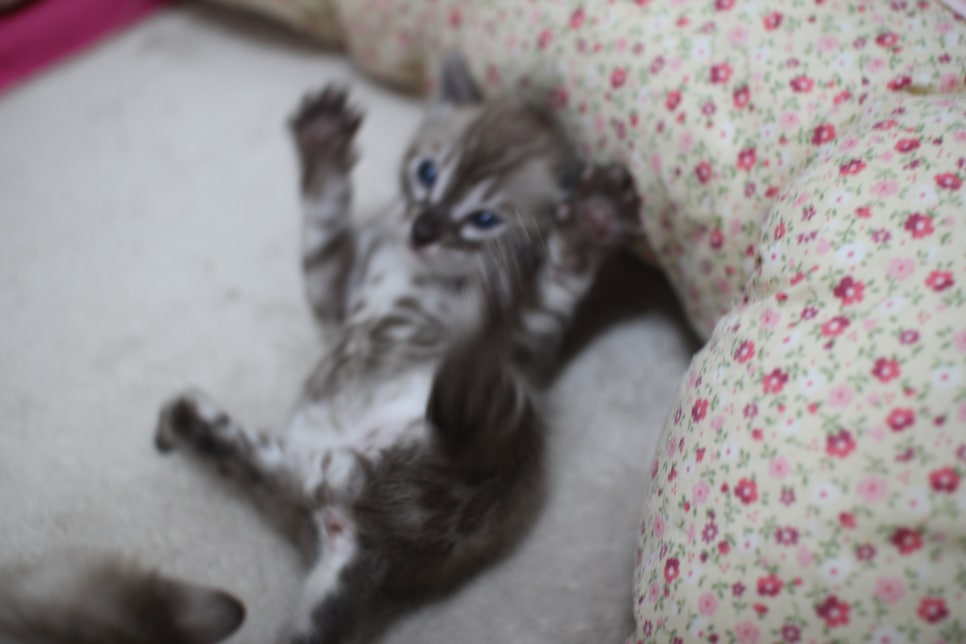 밍크차콜,밍크 뱅갈고양이 꼬맹이들 앙증맞은 모습~ 관련 이미지 10